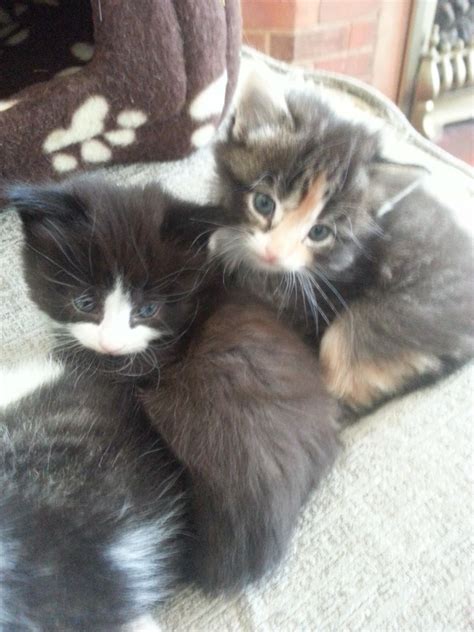 If you don't trust yourself to do that. Beautiful long haired kittens | Southend On Sea, Essex ...