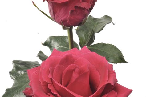 Hot Lady Rose Flower Floral Expert Dictionary Lobiloo