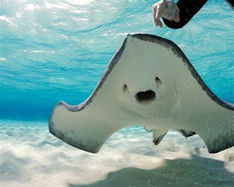 A Manta Ray Swims In The Ocean With Its Head Under Water