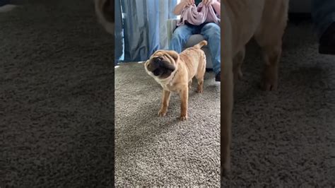 Shar Pei Puppy Slow Motion Youtube