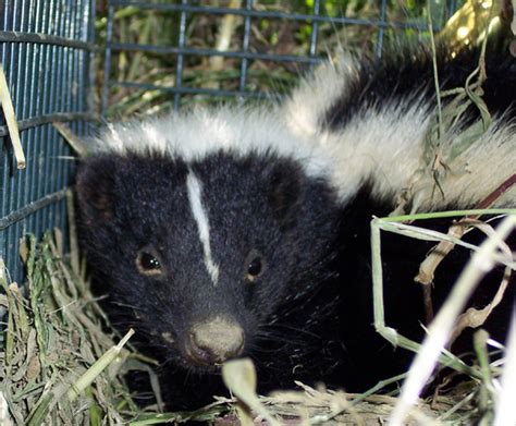 Skunk Removal And Control