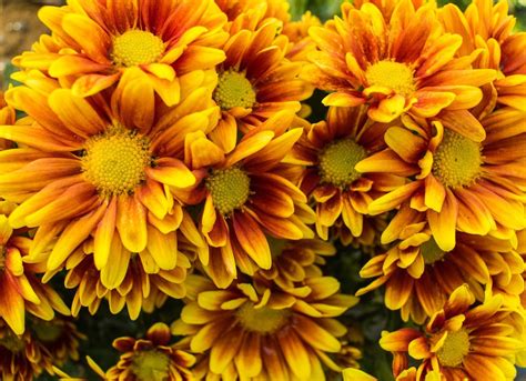 Fall Flowers 10 Bold And Beautiful Autumn Bloomers Bob Vila