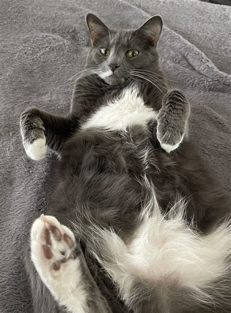 Can Cats Eat Peppermint? Unmasking The Surprising Truth - Vet Advises