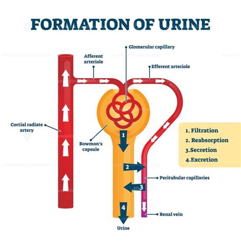 Formation Of Urine Vector Illustration Vectormine