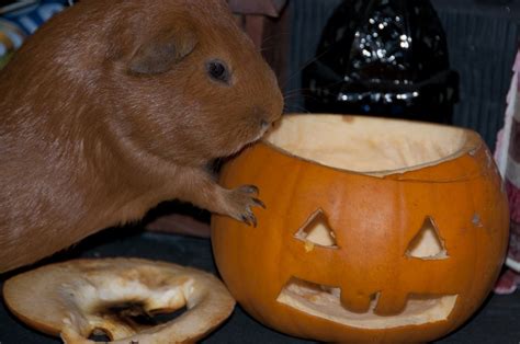 Photobrook Photography Happy Halloween Pumpkin And Guinea Pigs