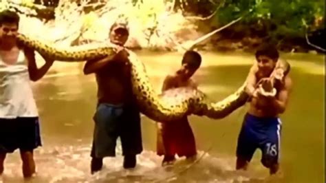 Giant Anaconda Snake Caught In Peru Video Youtube