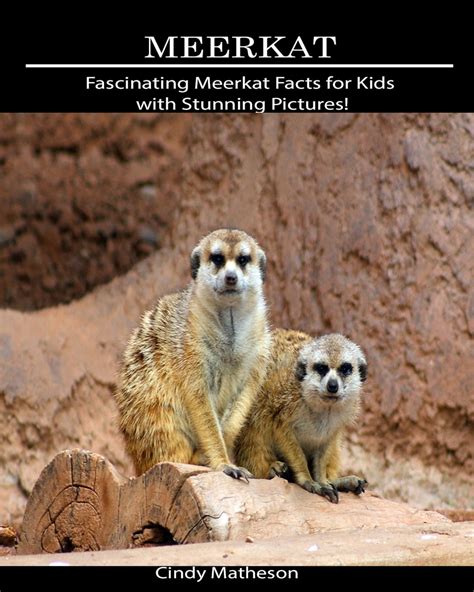 Meerkat Fascinating Meerkat Facts For Kids With Stunning Pictures