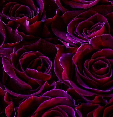 Purple Red Roses Via Flickr Kafkaesque