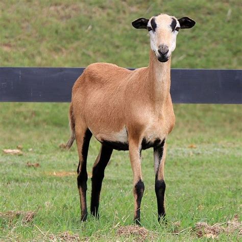 Barbados Blackbelly Is A Hair Sheep Of Caribbean Origin Sheep Breeds