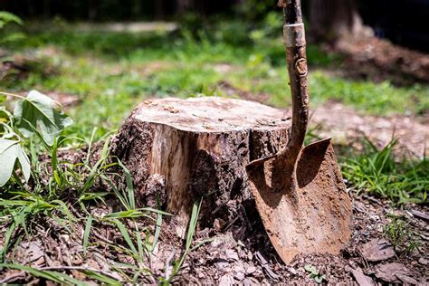 Stump Removal How To Remove A Stump Without A Grinder