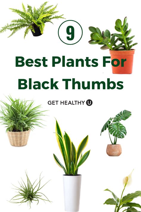 9 Low Maintenance Plants You Cant Kill Get Healthy U Plants