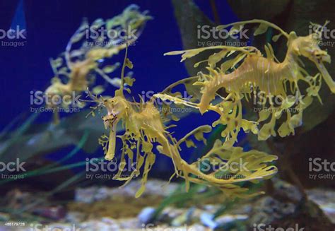 Leafy Seadragon Phycodurus Eques Stock Photo Download Image Now