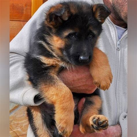 25 Of The Cutest German Shepherd Puppies Ever