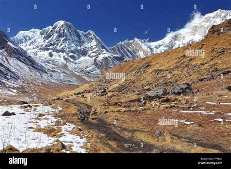 Nepal Annapurna Conservation Area Trek To Annapurna Base Camp In