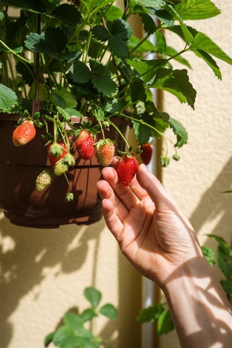 Come Coltivare Le Fragole In Vaso Tutto Quel Che Serve Sapere