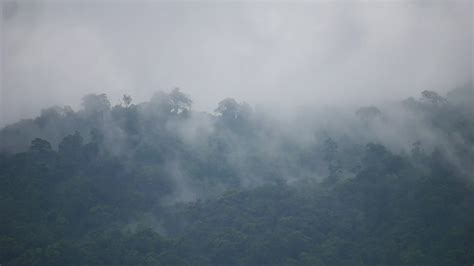 Foggy Jungle Stock Video Footage For Free Download