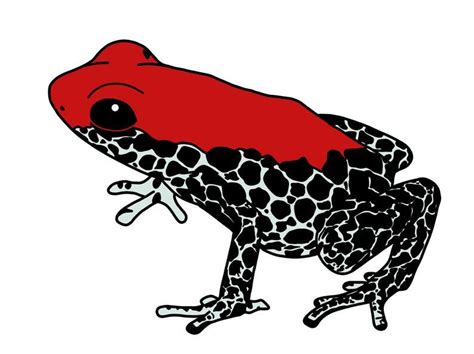 Poison Frog Poison Dart Frogs Amphibians Reptiles Hello In Many