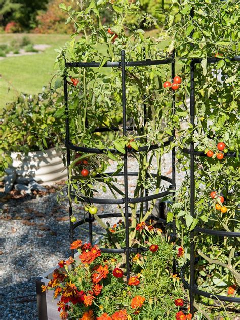 Titan Tall Tomato Cages Set Of 3 Gardeners Supply Diy Garden