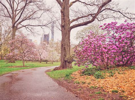 709,777 likes · 5,769 talking about this · 6,264,300 were here. New York City - Spring Flowers - Central Park | Springtime ...