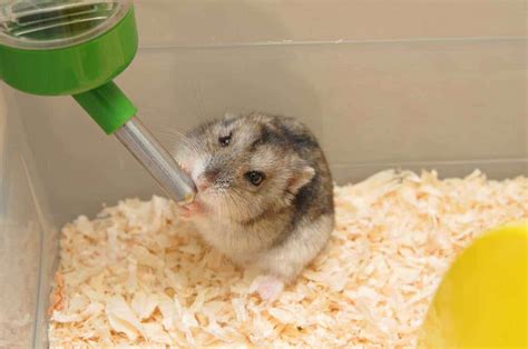 How Much Water Do Hamsters Need
