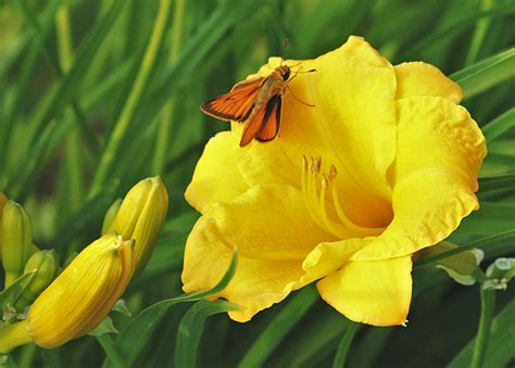 Yellow Flower And Butterfly Free Stock Photo Public Domain Pictures