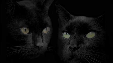 59627 animal hd wallpapers and background images. 50 Free HD Cat Wallpapers