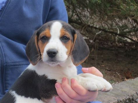 His name is pudge and he can't wait to meet you! Beagle Mix puppy for sale in PINE GROVE, PA. ADN-71664 on ...