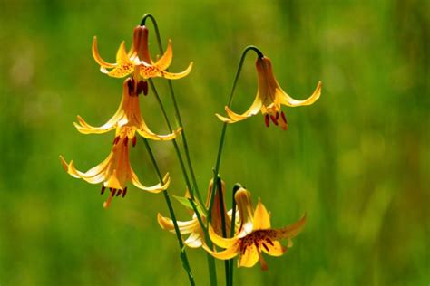 lilium canadense canada lily