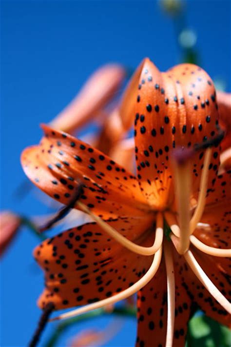 I'm afraid, only the bottom one is really sharp, though. What Does A Lily Look Like