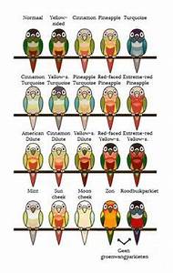 Pacific Parrotlet Color Mutation Chart Parrotletbirds 39 S Blog The