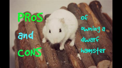 They live nearly as long as syrian hamsters do, living up to around 3 years of age. PROS and CONS of owning a dwarf hamster - YouTube