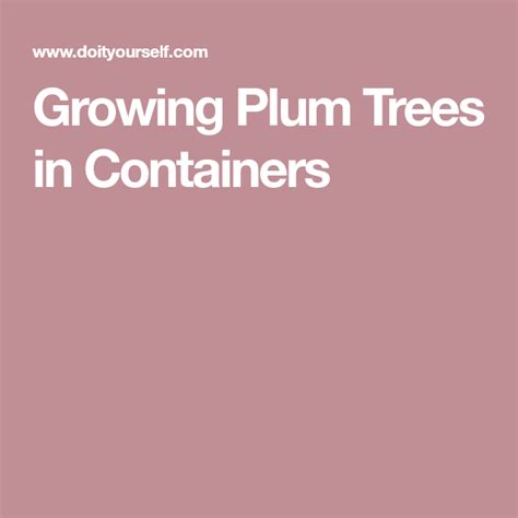 Growing Plum Trees In Containers Plum Tree Deciduous Trees Prunus