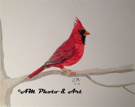 Cardinal Drawing Nature