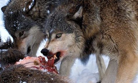 Qué Comen Los Lobos Curiosfera ️