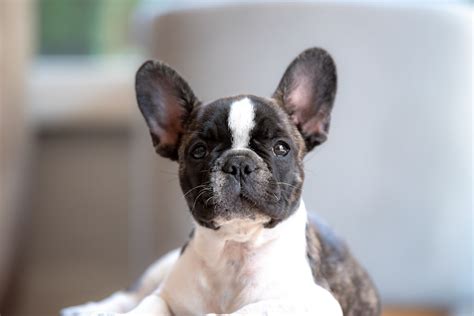 How Do French Bulldogs Have Puppies
