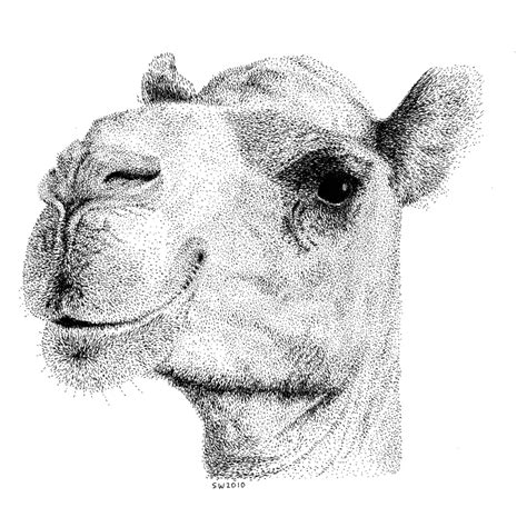 Animal Series Great Collection ~ Sathishs Gallery Pencil Sketches