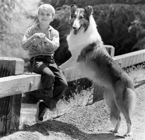 Hollywood Grooms Lassie Hoping The Charismatic Collie Will Save The