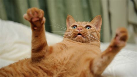 🔥 46 Angry Cat Free Desktop Wallpaper Wallpapersafari