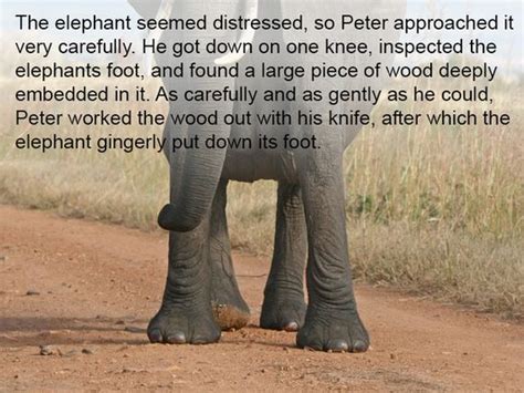 this story is proof that elephants never forget barnorama