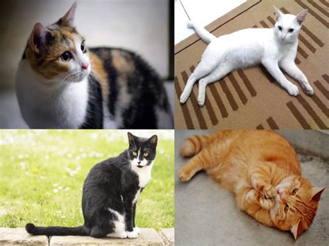 Saat ini kucing menjadi salah satu hewan peliharaan yang terpopuler di dunia, semua orang pasti sudah mengetahui dan mengenal sejak kecil. 6 Jenis Kucing Popular Untuk Dipelihara Di Malaysia ...
