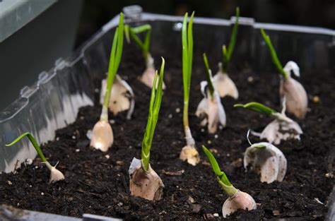 How To Grow Garlic Indoors Garden
