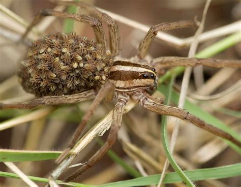 Wolf Spiders Mdc Discover Nature