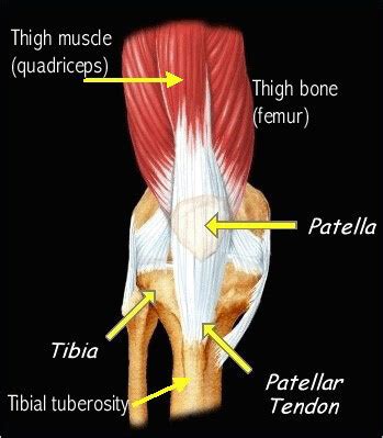 19 photos of the knee tendon anatomy diagram and name chart. Osgood-Schlatter Disease | Johns Hopkins Medicine Health ...