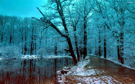 Ice Forest Wallpapers Top Free Ice Forest Backgrounds Wallpaperaccess