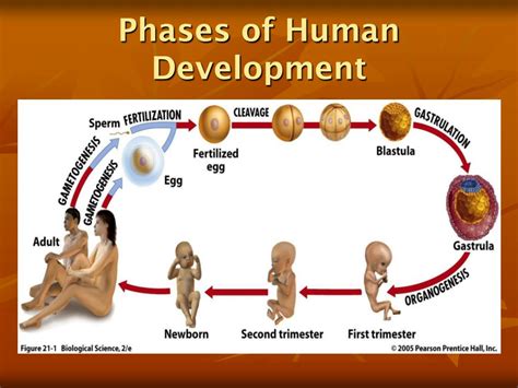 Main Stages Of Human Development