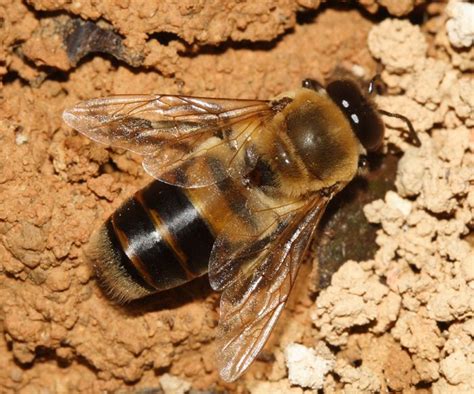 37 Best Пчеларски портал Images On Pinterest Diy Christmas
