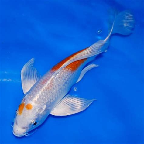 Jumbo Koi Fish For Sale
