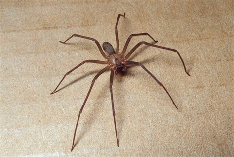 Couple Argues Insurer Should Pay For Infestation Of Venomous Spiders