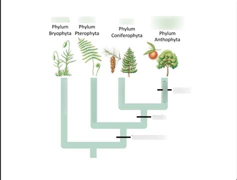 Plantae Phylogenetic Tree Diagram Quizlet