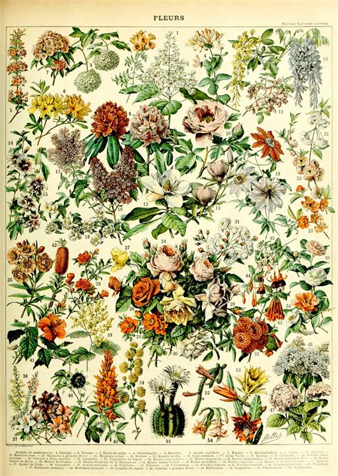 Rosesflowersfloral Art Printantique Reproductionbohoboho Decor